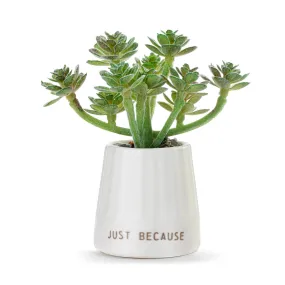 Plain Just Because Mini Succulent